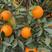 真品广西红江橙，甜度好汁多货源充足，欢迎全国客商采购