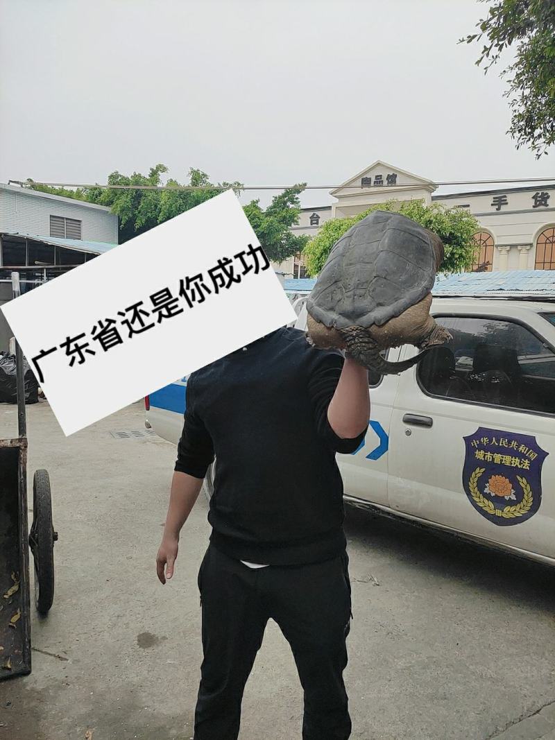 稳产种龟，杂佛，佛鳄鳄鱼龟，公母都有，可繁殖留种，可食用