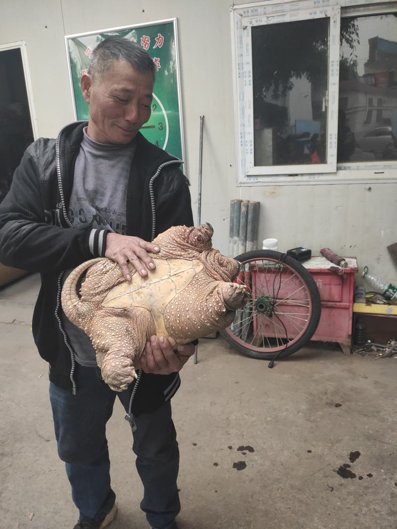稳产种龟，杂佛，佛鳄鳄鱼龟，公母都有，可繁殖留种，可食用