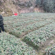 金银花扦插大小苗营养杯苗