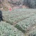 金银花扦插大小苗营养杯苗