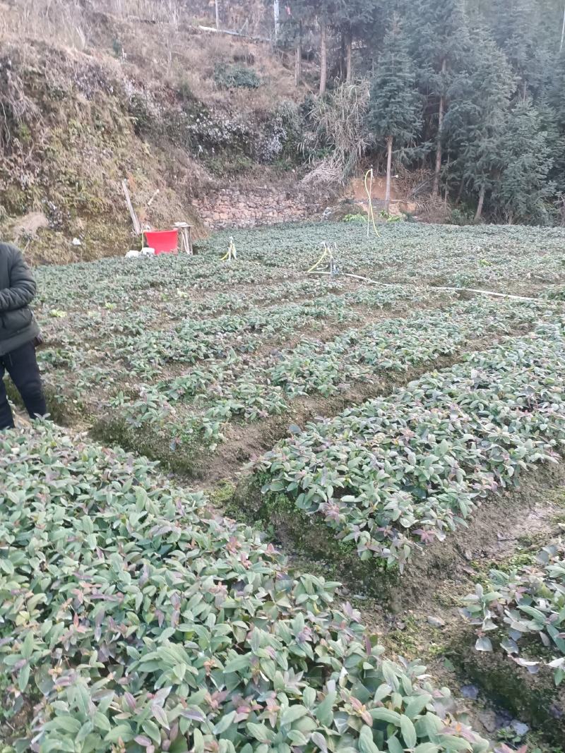 金银花扦插大小苗营养杯苗