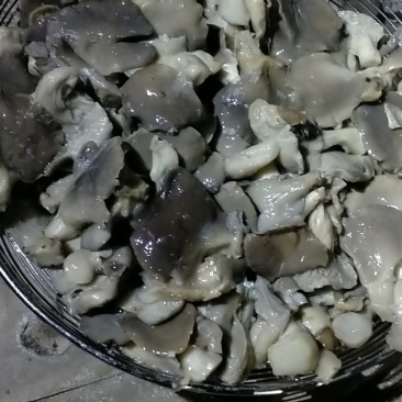 平菇基地大量出售盐渍平菇