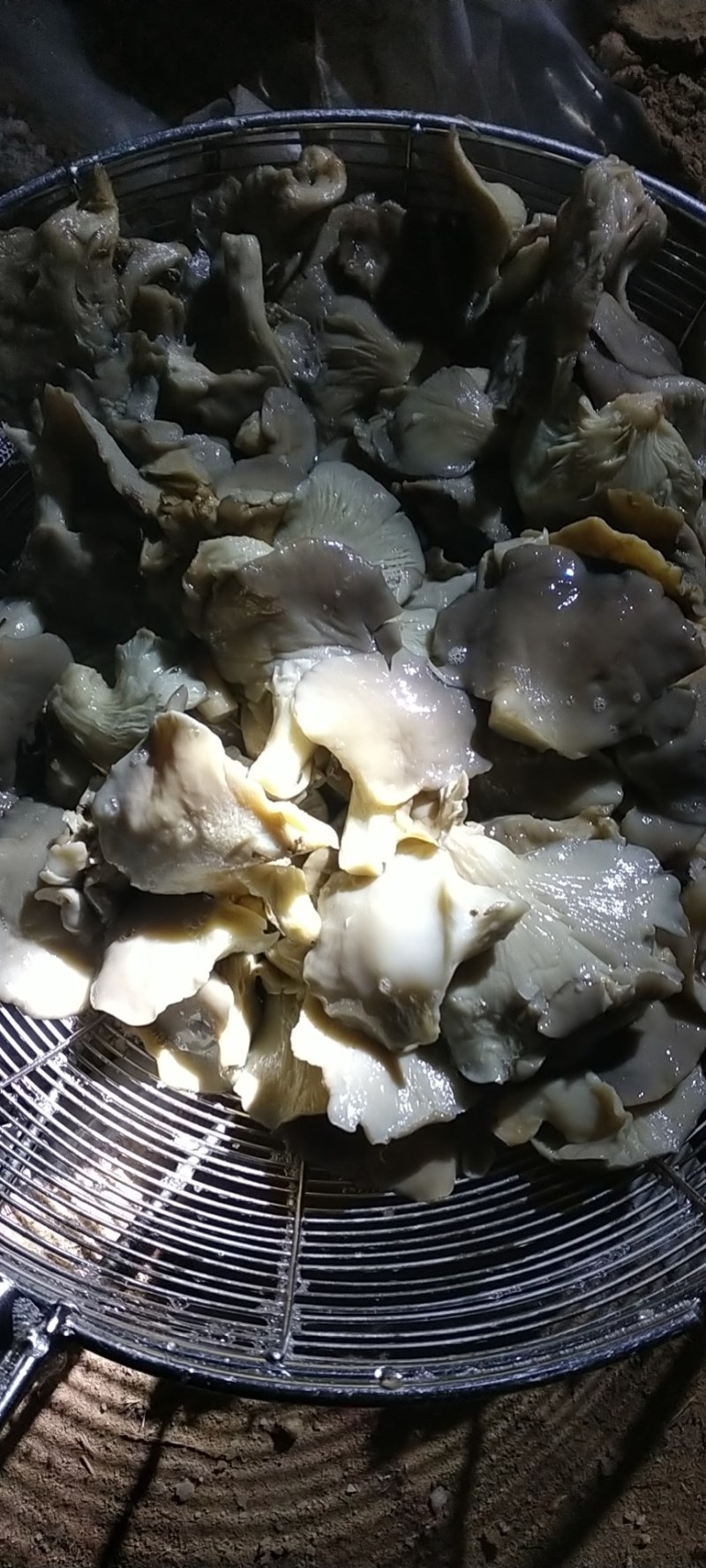 平菇基地大量出售盐渍平菇