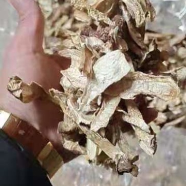 大球盖菇干品年关甩卖