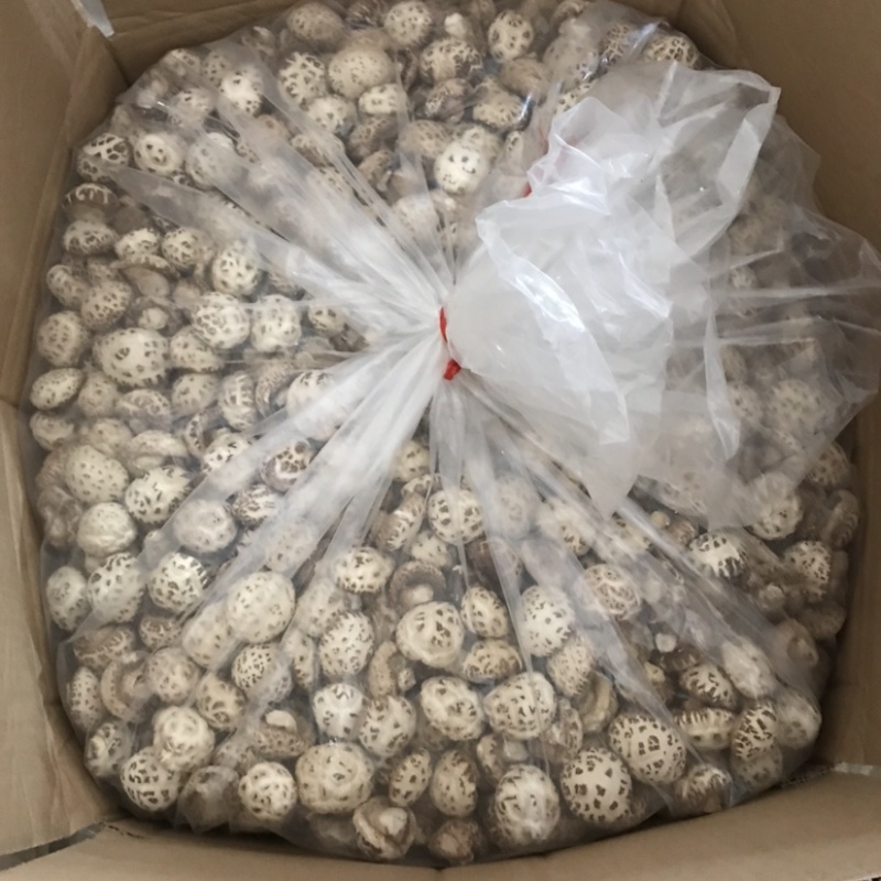 泌阳出口级剪脚天白花菇新货上市农家土特产原产地直销批发
