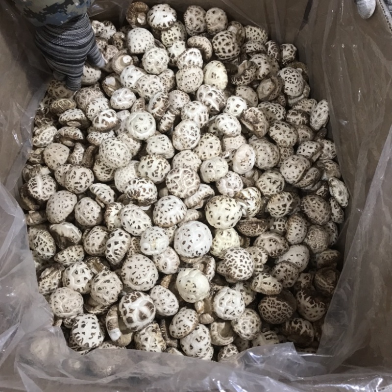 泌阳出口级剪脚天白花菇新货上市农家土特产原产地直销批发