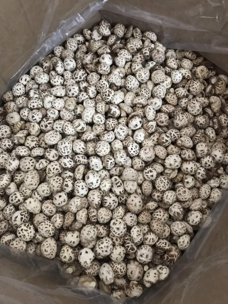 泌阳出口级剪脚天白花菇新货上市农家土特产原产地直销批发