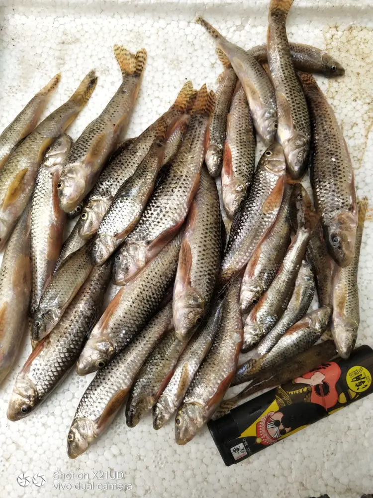棍子鱼，鲜活冰鲜，加冰打包发货，欢迎订购咨询，黄卫国水产