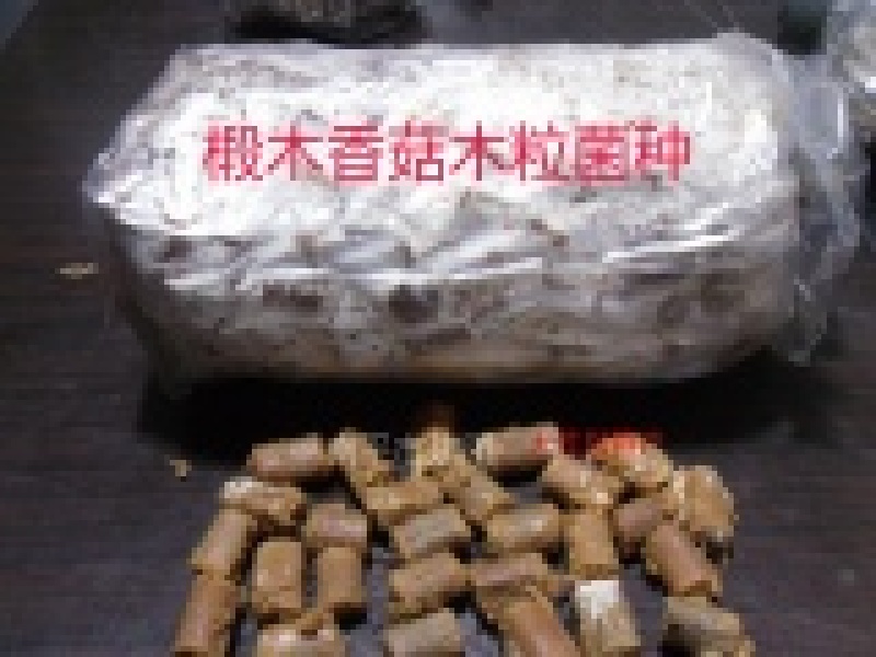 种椴木香菇木粒菌种种子颗粒种苗食用菌菌种冬菇磨菇香信菇