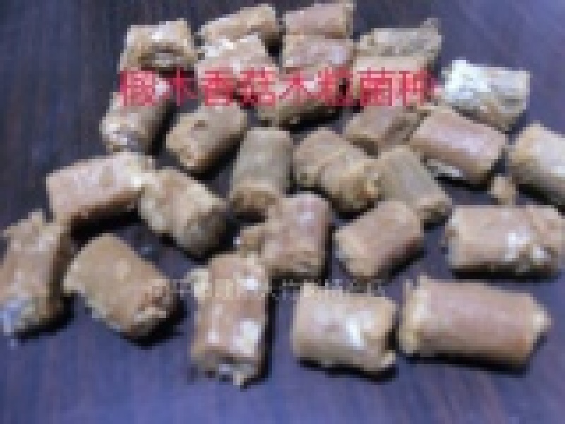 种椴木香菇木粒菌种种子颗粒种苗食用菌菌种冬菇磨菇香信菇