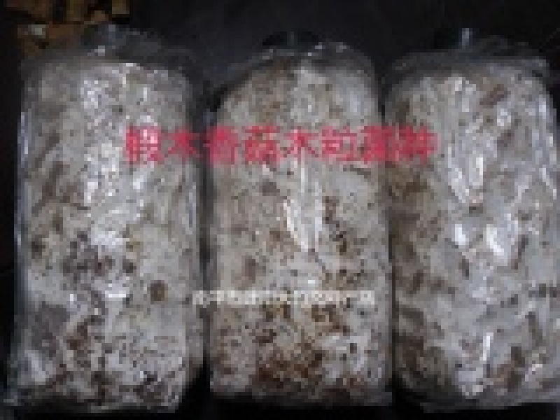 种椴木香菇木粒菌种种子颗粒种苗食用菌菌种冬菇磨菇香信菇