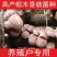 种椴木香菇木粒菌种种子颗粒种苗食用菌菌种冬菇磨菇香信菇
