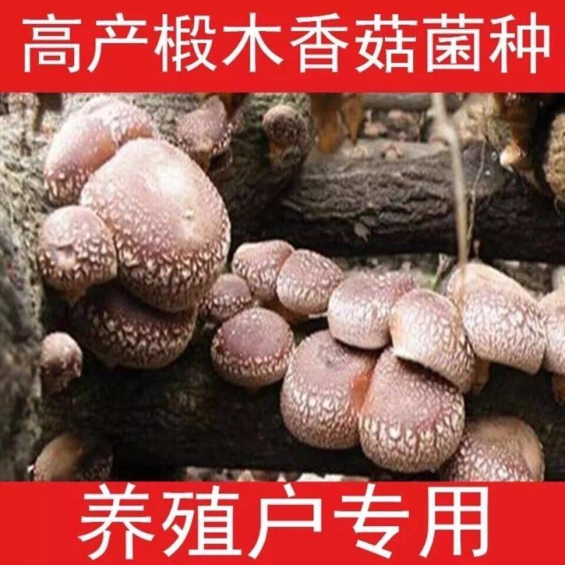 种椴木香菇木粒菌种种子颗粒种苗食用菌菌种冬菇磨菇香信菇