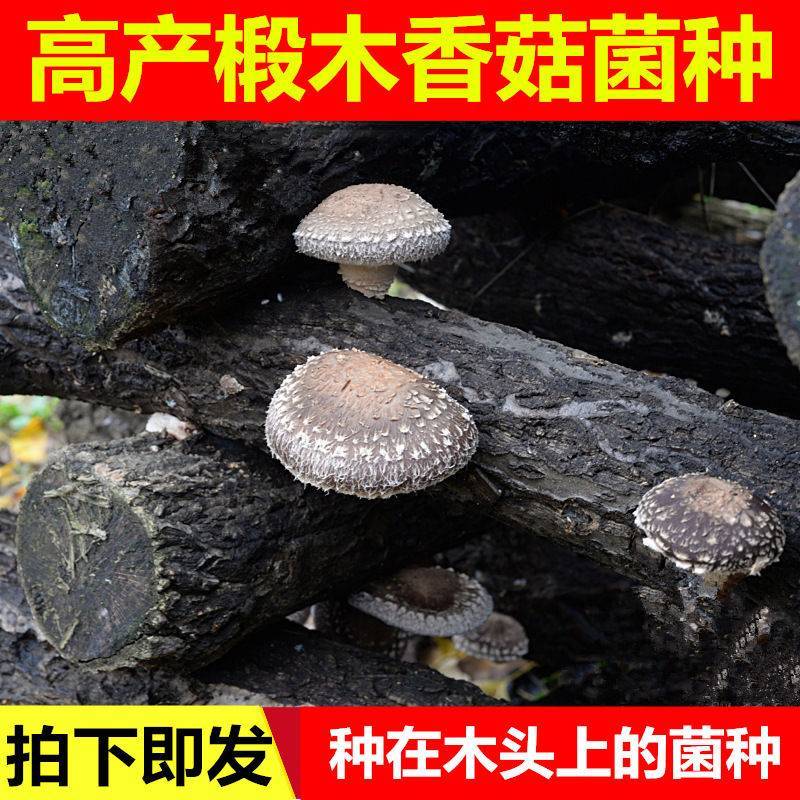 种椴木香菇木粒菌种种子颗粒种苗食用菌菌种冬菇磨菇香信菇