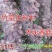 种椴木香菇木粒菌种种子颗粒种苗食用菌菌种冬菇磨菇香信菇