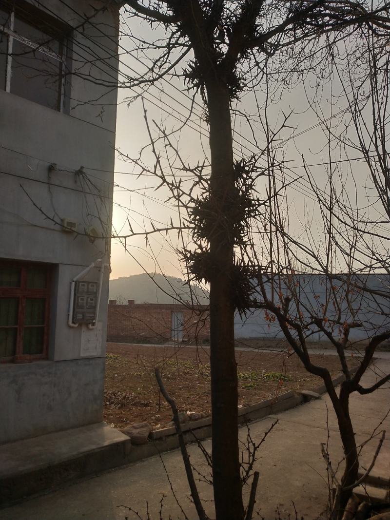 出售皂角树，出售皂角树。