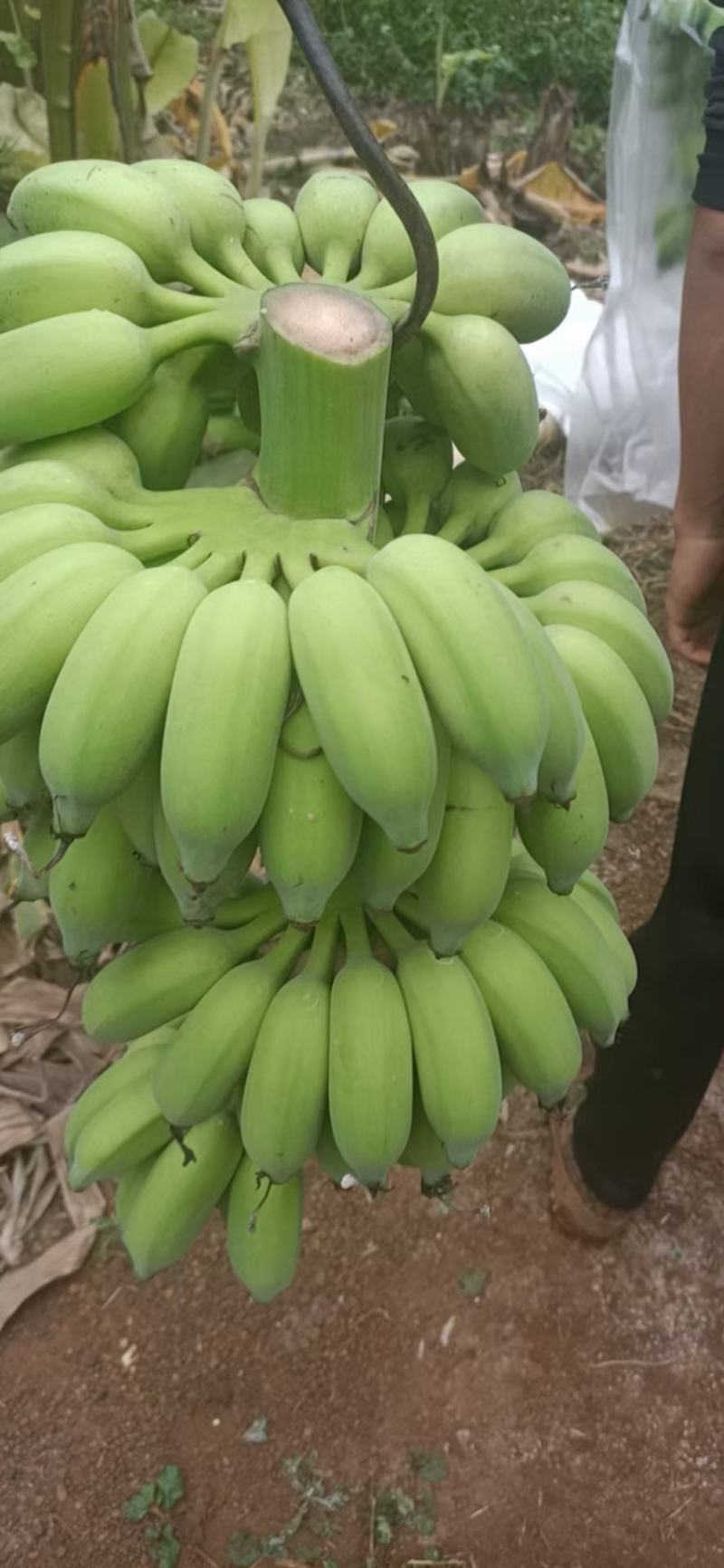海南粉蕉开始上市欢迎观摩