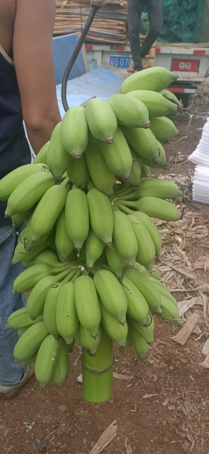 海南粉蕉开始上市欢迎观摩
