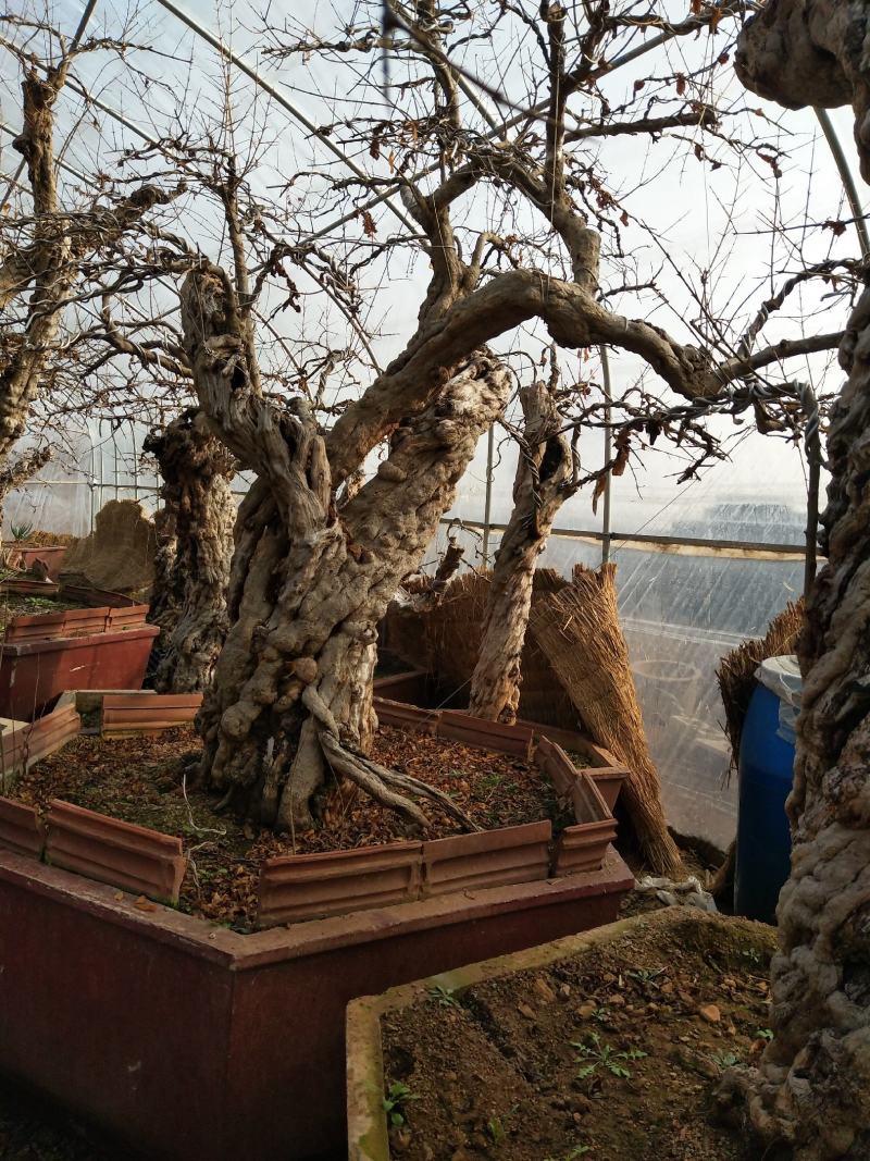 石榴古桩基地常年供应各种规格石榴盆景