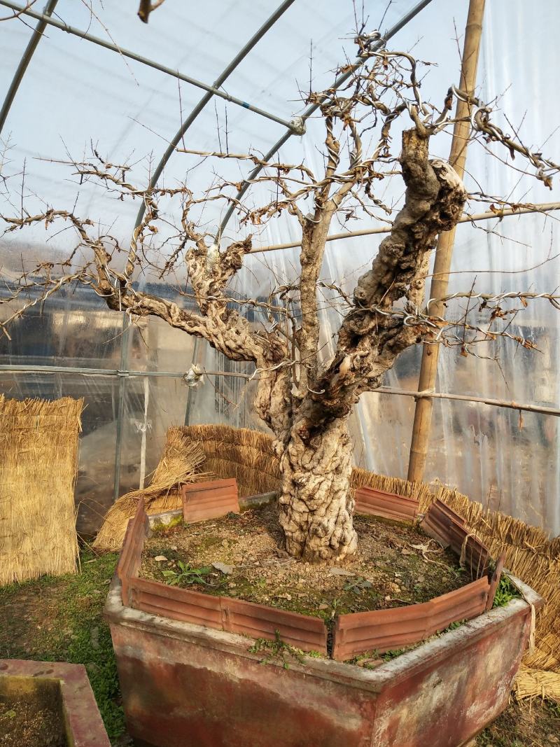 石榴古桩基地常年供应各种规格石榴盆景