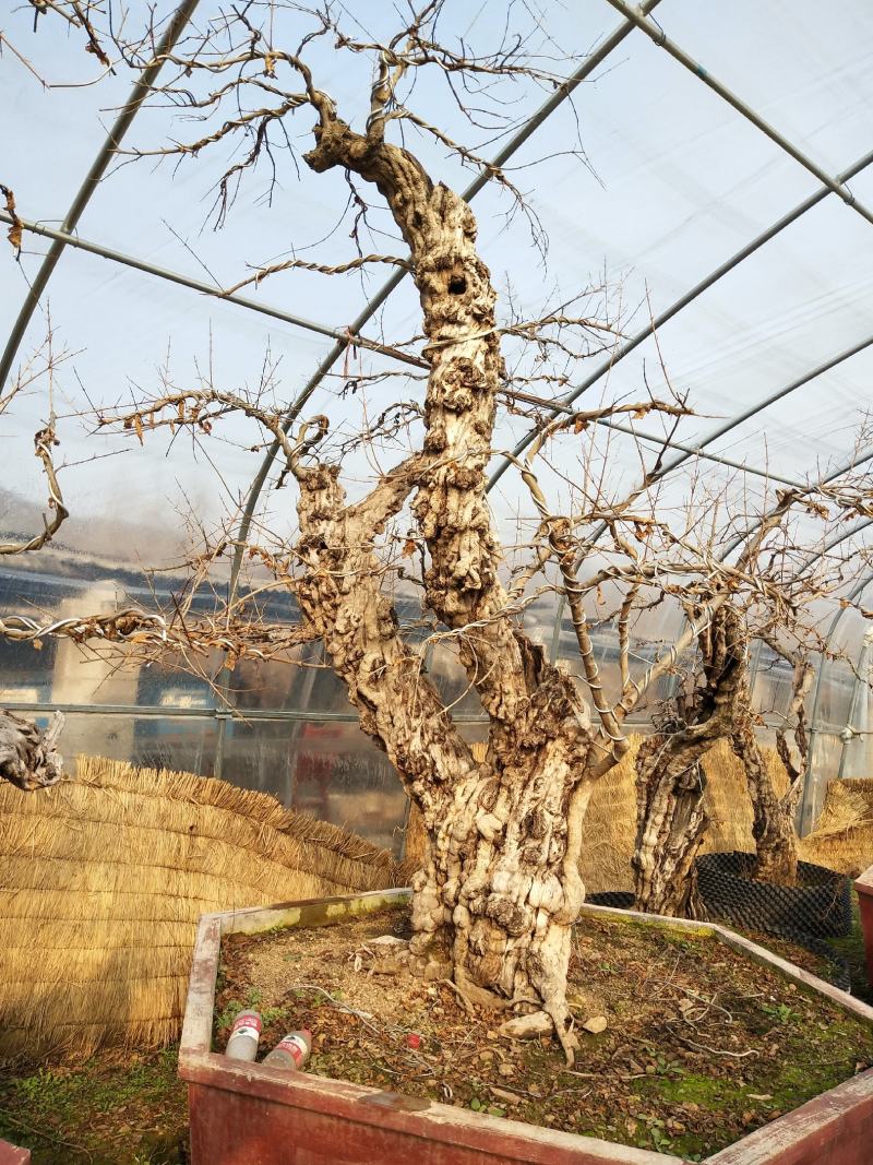 石榴古桩基地常年供应各种规格石榴盆景
