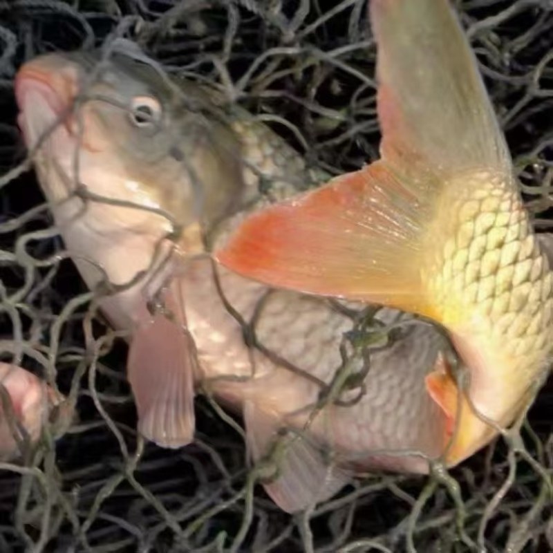 查干湖鲤鱼各种野生鱼