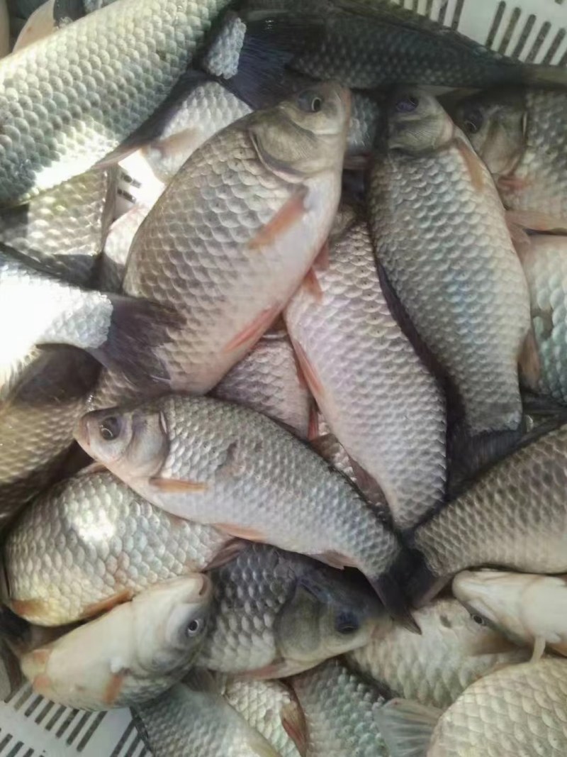 查干湖鲤鱼各种野生鱼