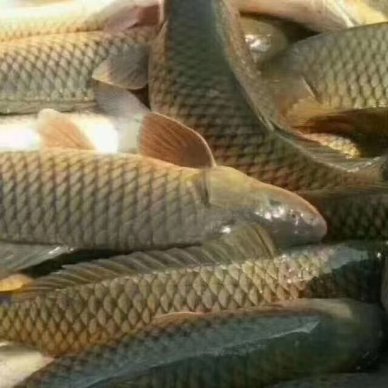 查干湖鲤鱼各种野生鱼