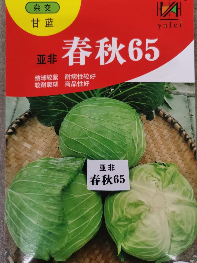 甘蓝种子（科丰四号）薄皮甘蓝种子莲花白种子