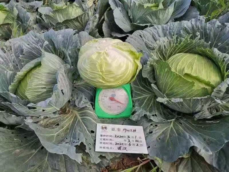 甘蓝种子（科丰四号）薄皮甘蓝种子莲花白种子