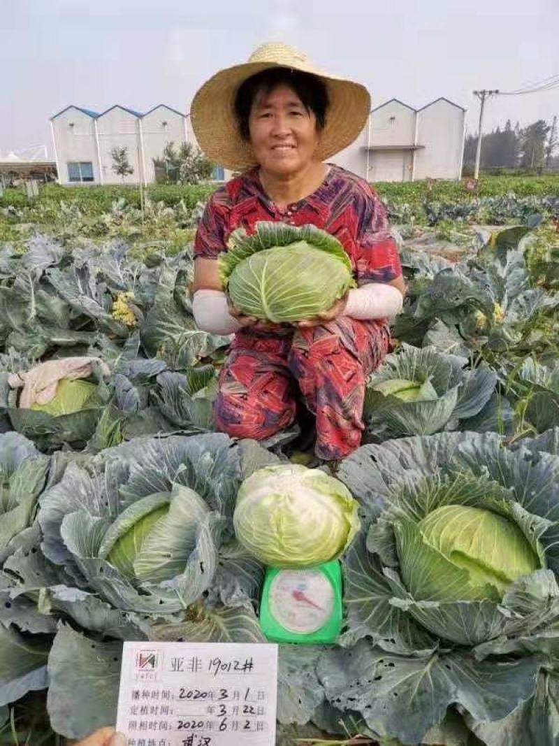 甘蓝种子（科丰四号）薄皮甘蓝种子莲花白种子