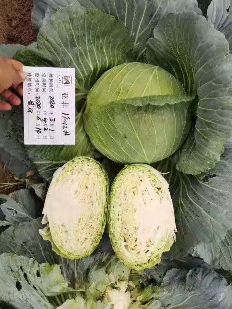 甘蓝种子（科丰四号）薄皮甘蓝种子莲花白种子