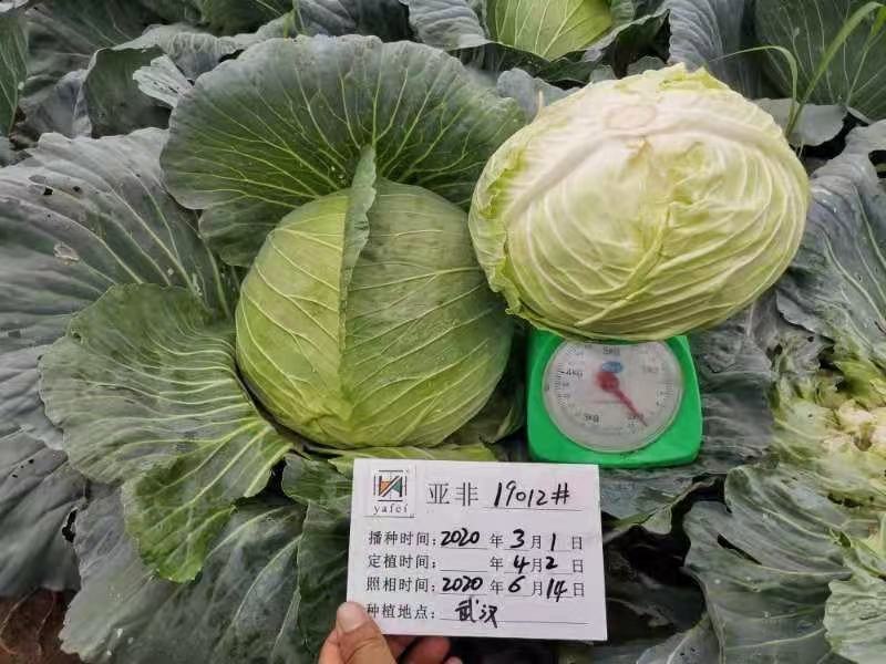 甘蓝种子（科丰四号）薄皮甘蓝种子莲花白种子