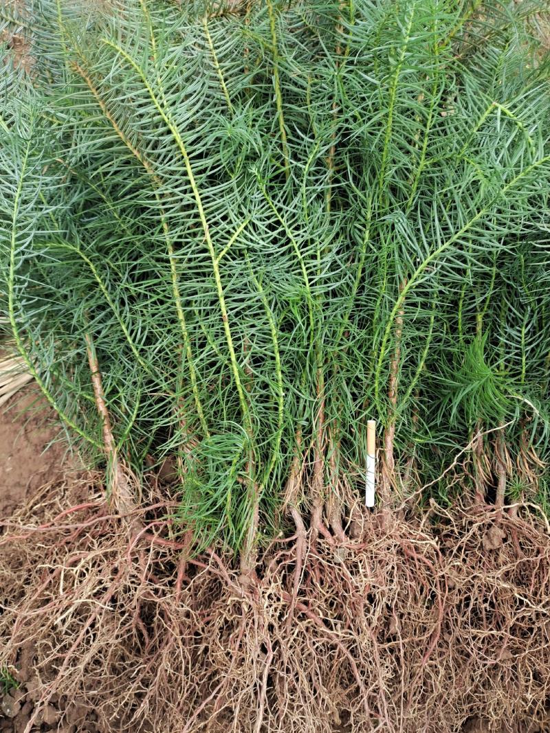 衫木，广西桂林苗木基地供应良种衫木苗，良种衫木六年成材