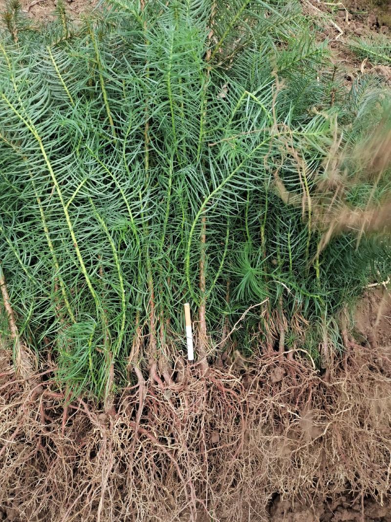 衫木，广西桂林苗木基地供应良种衫木苗，良种衫木六年成材
