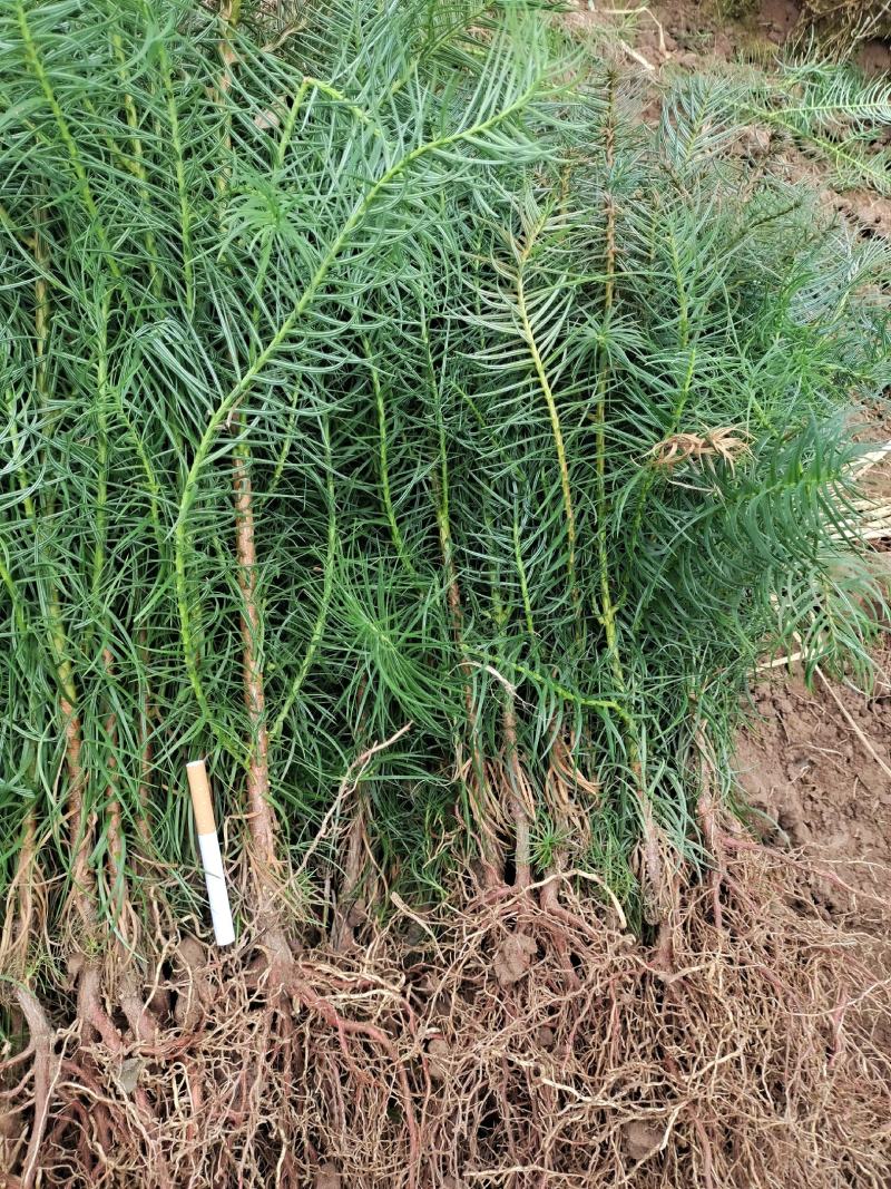 衫木，广西桂林苗木基地供应良种衫木苗，良种衫木六年成材