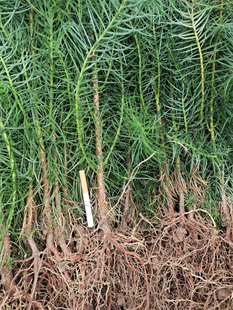 衫木，广西桂林苗木基地供应良种衫木苗，良种衫木六年成材