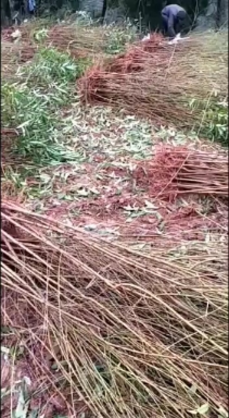 五月脆，李子苗。包邮，签合同，包成活