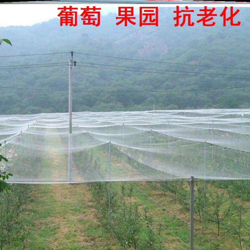 全新料抗老化大棚防虫网50目60目80目加密果树蔬菜网