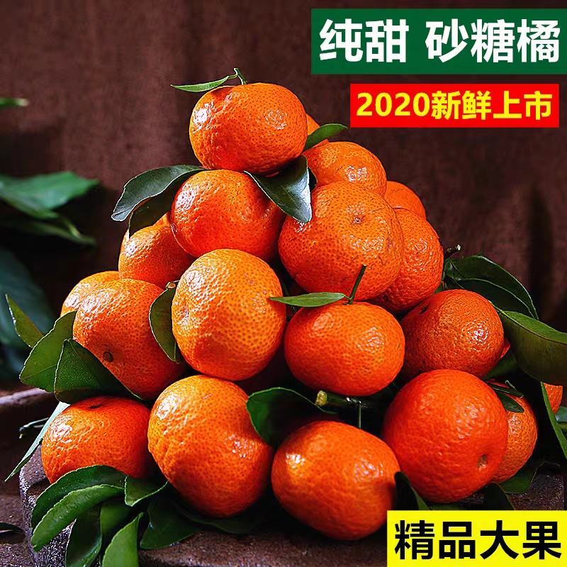 广西阳朔精品沙糖桔【实力代办，经验丰富】
