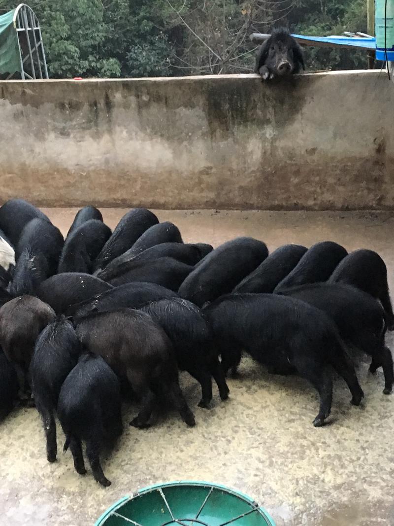 藏香猪养殖，自繁自养，现有后备母猪后备公猪出售