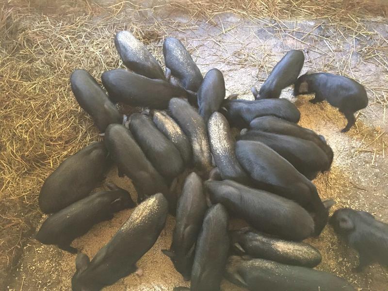 藏香猪养殖，自繁自养，现有后备母猪后备公猪出售