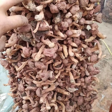 红蘑，铆钉菇，批发零售，货型多，需要的联系
