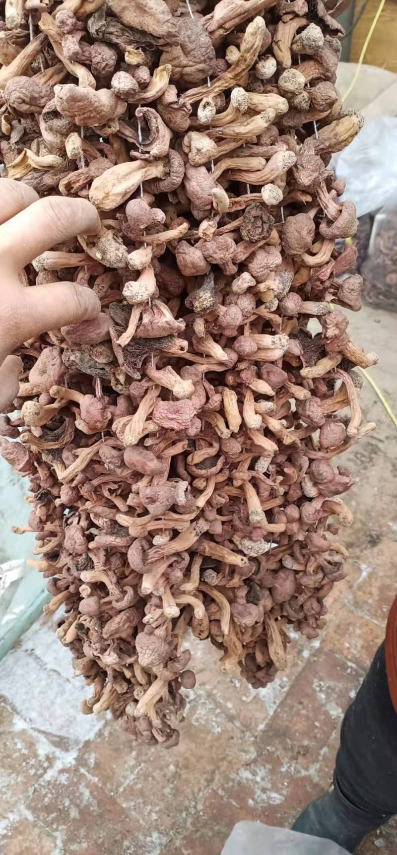红蘑，铆钉菇，批发零售，货型多，需要的联系