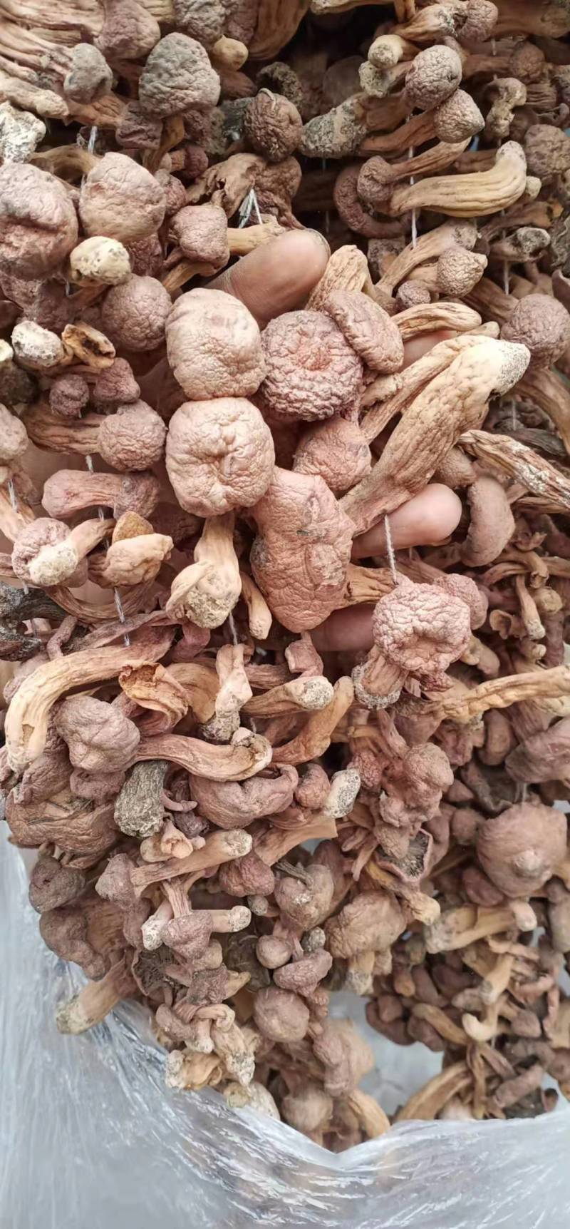 红蘑，铆钉菇，批发零售，货型多，需要的联系