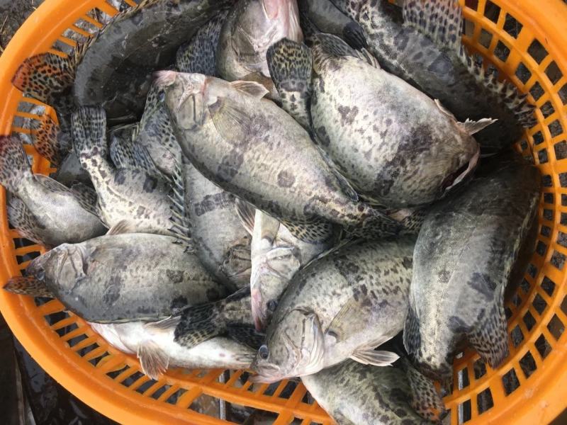 成品饵料鳜鱼品相好5万斤待出售