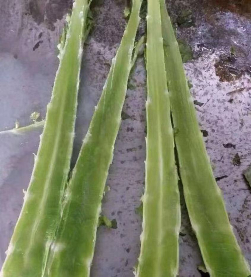 红叶香莴笋大量上市啦质量佳口感好