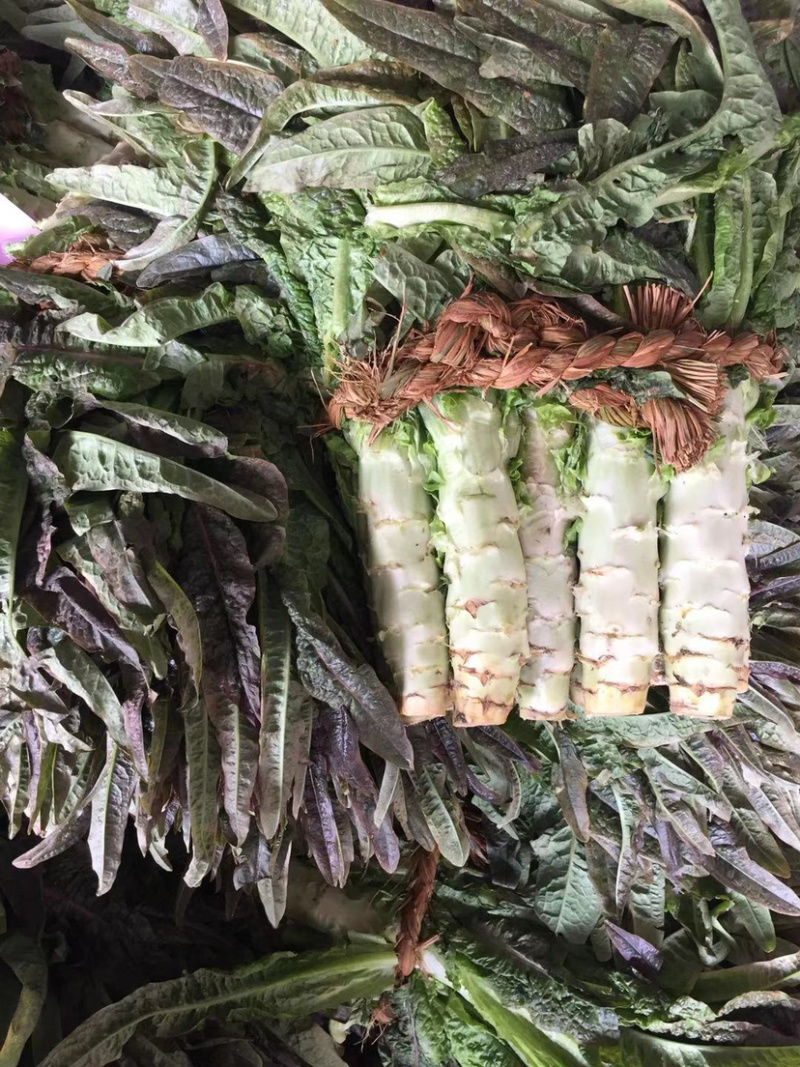 红叶香莴笋大量上市啦质量佳口感好