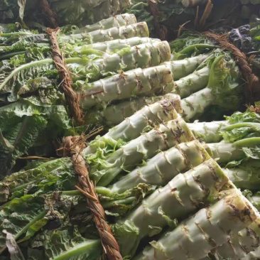 红叶香莴笋大量上市啦质量佳口感好